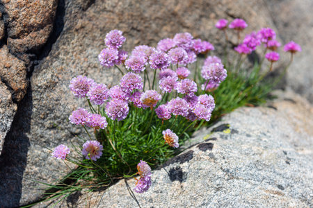sea thrift Armeria maritima growing out of a small crack in a cliff by the seaの写真素材
