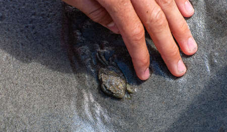 A sand crab in grey sand. Kids hand trying to catch it.の写真素材
