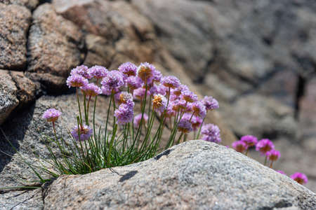 sea thrift Armeria maritima growing out of a small crack in a cliff by the sea.の写真素材