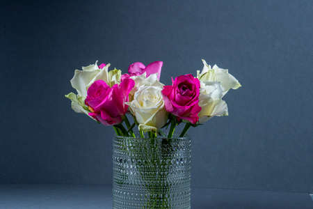 Closeup photo of white and magenta rosesの写真素材