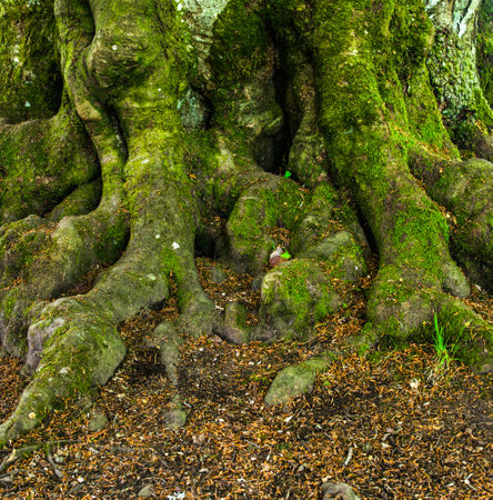 Detils of the trunk and roots of a big and old tree.の写真素材