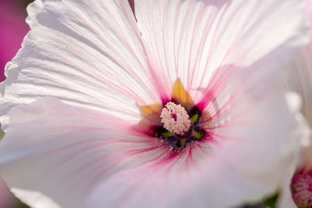 White and purple flowers in beautiful sunlight.の写真素材