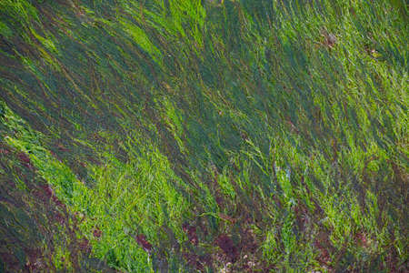 Green algae growing on a metal plate.