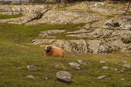 Hairy sheep resting on the ground.の写真素材