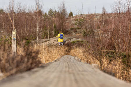 Boardwalk path crossing a bog.の写真素材