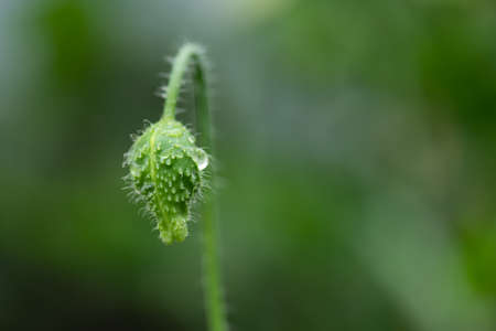 Poppy flower bud in light rain.の写真素材