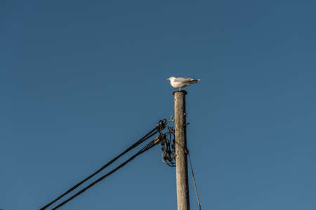 Sea gull sitting on the top of a power pole.の写真素材