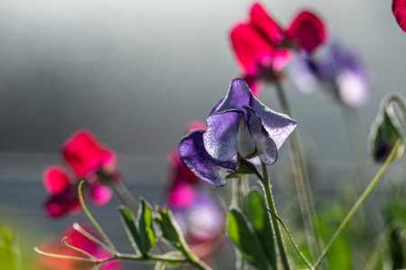 Colorful sweet pea flowers in summer.