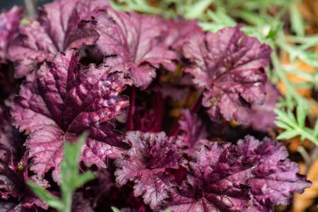 Red leaves of a plant related to cabbage.