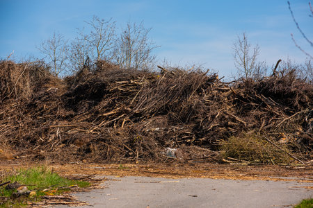 large pile of branches soon to be wood chipsの写真素材