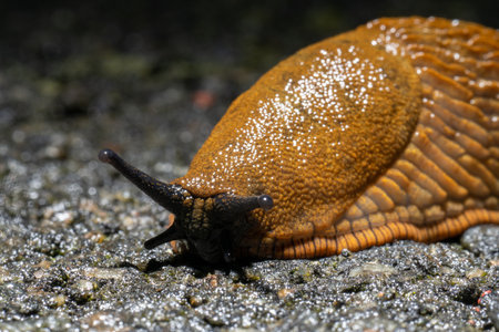 Brown spanish slug hurrying over asphaltの写真素材