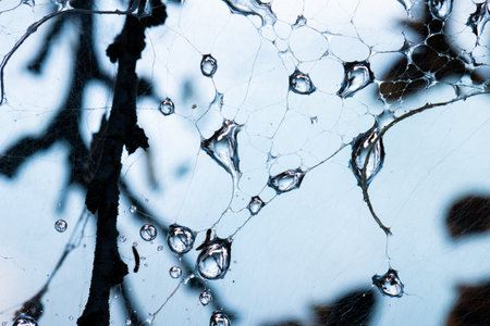 Macro photo of Ermine moth larval web in a bush