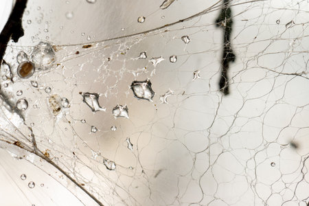 Macro photo of Ermine moth larval web in a bush