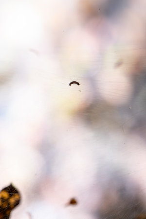 Macro photo of Ermine moth larval web in a bush