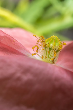 Closeup of stamen, stigma, filament of a blooming pink poppy flower..の写真素材