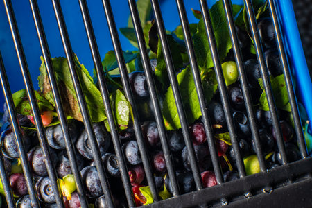 Lots of blueberries caught in a blueberry pickerの写真素材