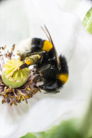 Closeup of stamen, stigma, filament of a blooming white poppy flower with a bumblebee.の写真素材