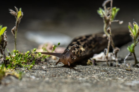 Leopard slug Mimax Maximus on a stone plateの写真素材