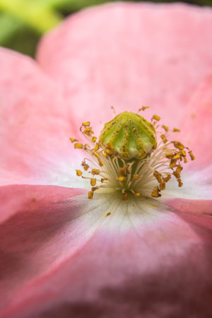 Closeup of stamen, stigma, filament of a blooming pink poppy flower.