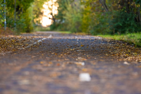 Looking down a bike path dressed in autumn leaves