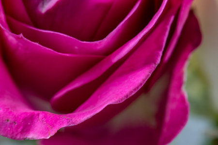 Closeup photo of magenta rosesの写真素材