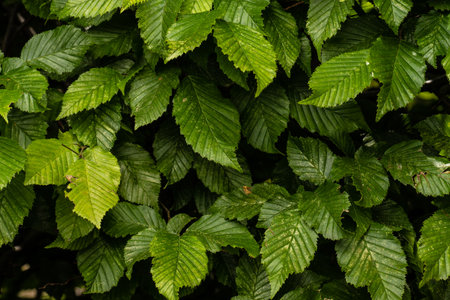 Leaves of Carpinus betulus in a garden