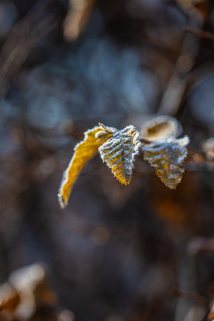 Ice crystals on a yellow leaf in sunlightの写真素材
