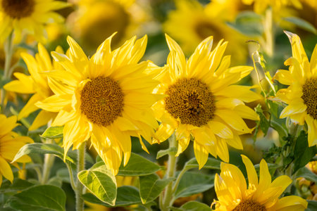 Sunflowers in late evening sunlightの写真素材