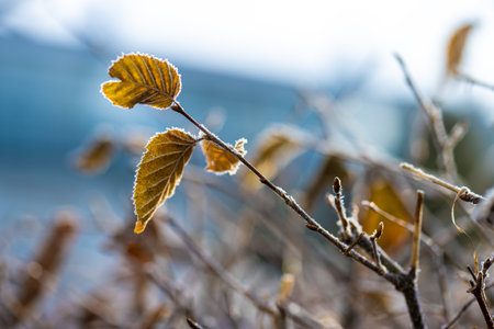 Ice crystals on a yellow leaf in sunlight