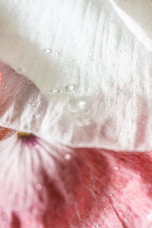 Detail photo of white and pink poppy flower petalsの写真素材