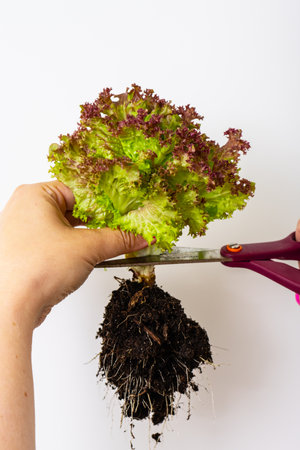 Hand holding Batavia Lettuce plant with roots and hand holding scissors