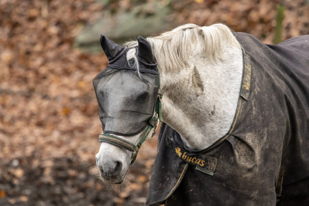Gothenburg, Sweden - november 09 2022: White horse wearing a fly maskのeditorial素材