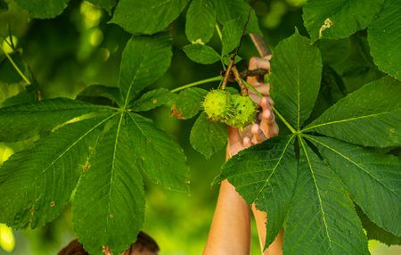 Sweet chestnuts (Castanea sativa) in a tree being picked.