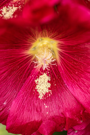 Common hollycock flower, Alcea rosea.の写真素材