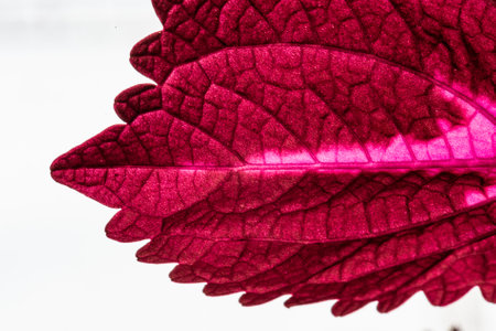 Macro photo of Plectranthus scutellarioides, painted nettle.