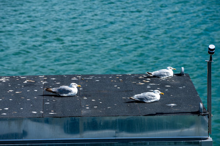 Sea gulls resting on a roofの写真素材