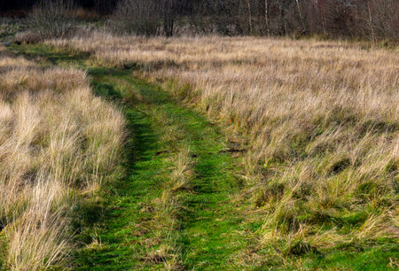 Grassy road through a fieldの写真素材