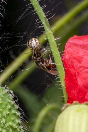 Small spider spinning its web on a flower stem attacking a trapped insectの写真素材