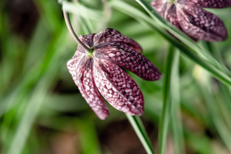 snake&#39;s head Fritillaria meleagris blooming in early springの写真素材