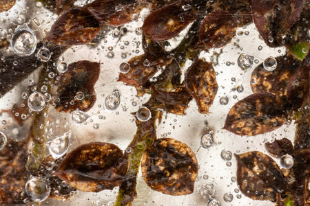 Macro photo of Ermine moth larval web in a bushの写真素材