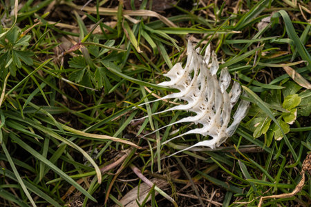 White fish bones in grassの写真素材