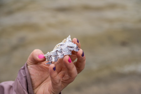 Hand holding an oyster shellの写真素材