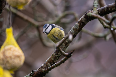 A blue tit sitting on a wet branch
