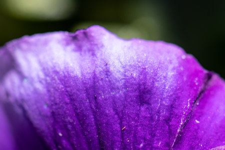 Macro closeup of a purple flower petalの写真素材