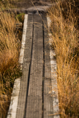 Wooden boardwalk over a soggy field.の写真素材