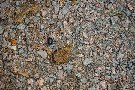 Small black beetle on gravel road