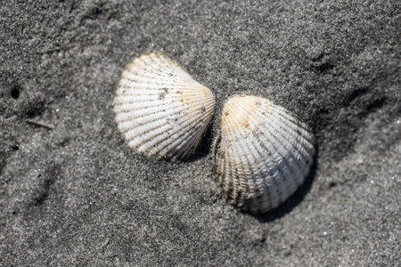Two shell halved in fine grain grey sand on a beachの写真素材