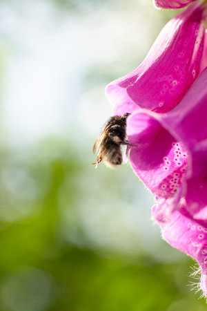 Bumblebee entering a Foxglove Digitalis purpureaの写真素材