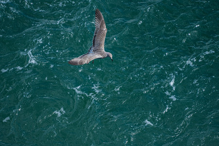 Young sea gull flying above the wake of a boat