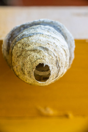 Small white wasps nest in a toiletの写真素材